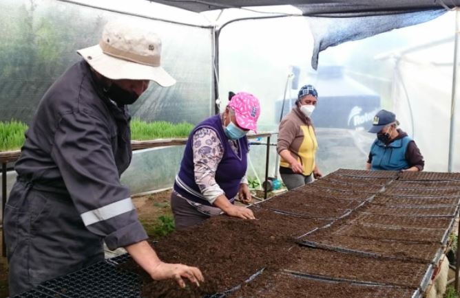 Los productores carchenses trabajan en la germinación de plántulas y la preparación de los terrenos para la siembra. Foto: Prefectura del Carchi