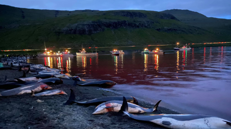 En las imágenes difundidas por la organización ecologista internacional Sea Shepherd, que han dado la vuelta al mundo, se puede observar los cadáveres de los mamíferos en las orillas de Skálabotnur. Foto: @Seasaver