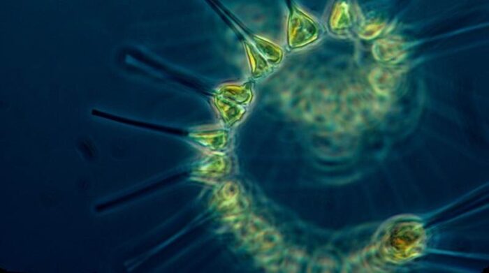 El fitoplancton captura el CO2 del ambiente y libera oxígeno. Un grupo es responsable de más del 50% del aire que respiran los humanos en la Tierra. Foto: Pixabay