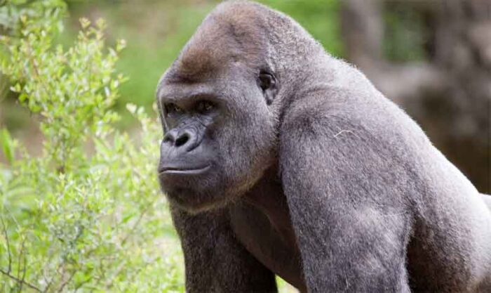 Los gorilas presentaron síntomas como tos, congestión nasal y pérdida de apetito. Foto: Twitter ZooATL