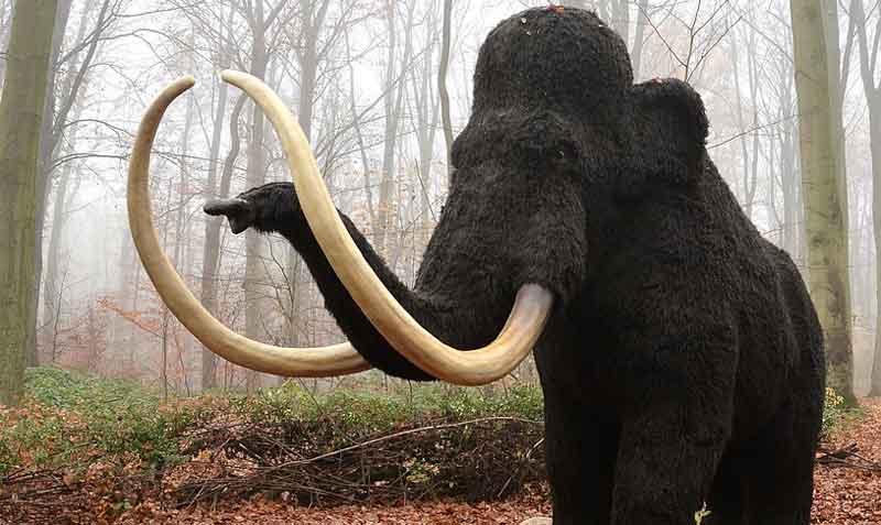 Imagen referencial. La empresa busca resucitar al mamut lanudo de la tundra ártica, desaparecido hace miles de años. Foto: Pixabay