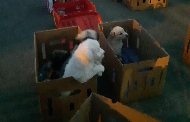 Los pequeños animales estaban encerrados en grupos de tres y cuatro perros por cada caja. Foto: Municipalidad de Durán