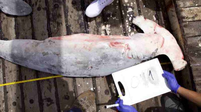 Los tiburones martillo se encuentran ‘En peligro crítico’. Ejemplares de esta especie fueron hallados en el barco.  Foto: Cortesía Sebastián Cruz