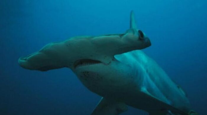 Los tiburones martillo son algunos de los principales afectados. Foto: EFE