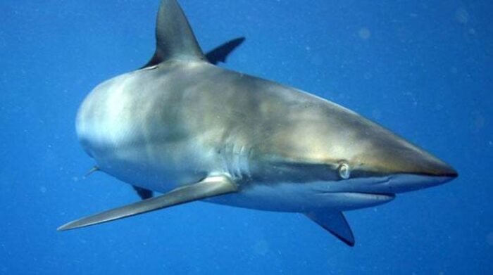 Los tiburones sedosos registran los niveles más altos de mercurio en su organismo. Foto: EFE