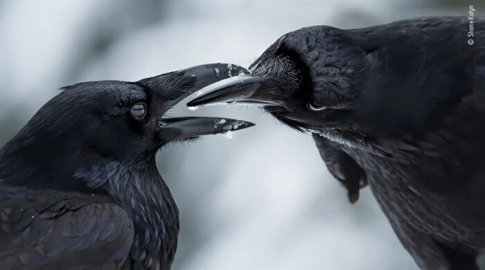 El toque íntimo, de Shane Kalyn (Canadá), ganó en comportamiento de pájaros. Foto: Página NPR 