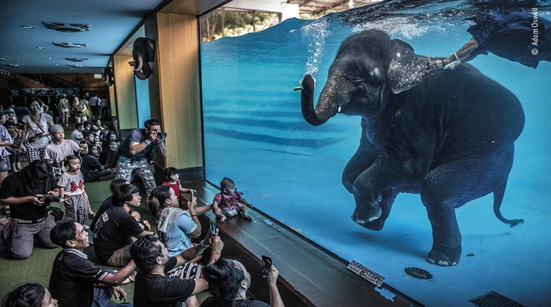 Elefante en la habitación, de Adam Oswell (Australia), ganó en Fotoperiodismo. Foto: Página NPR