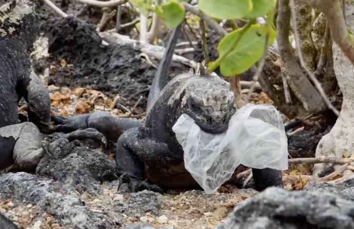 Los casos de iguanas que ingieren directamente bolsas plásticas son aislados. Esto las puede matar. Foto: Cortesía Galápagos Science center