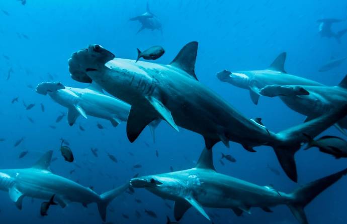 El tiburón martillo está protegido en Ecuador. Desde 2020 no se permite la comercialización de los ejemplares capturados incidentalmente. Foto: Crédito: Cortesía César Peñaherrera y EFE