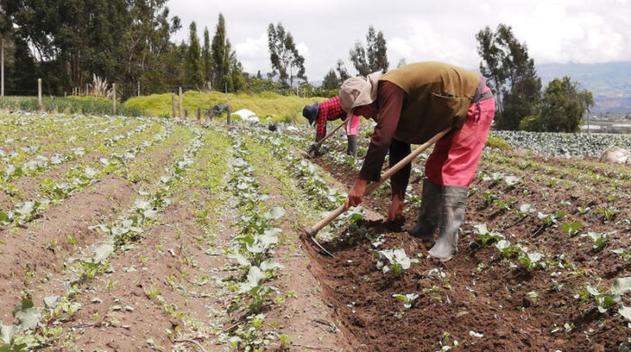 Los delegados de organizaciones de España buscan en Ecuador a trabajadores especializados en agricultura. Foto: Modesto Moreta/ EL COMERCIO