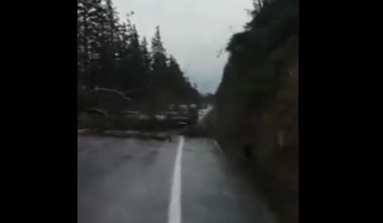 Momento en que el árbol estuvo a punto de impactar a un vehículo. Foto: Captura de pantalla