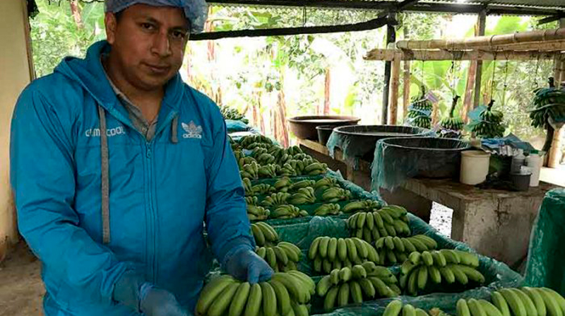 Imagen referencial. Los productores de banano sostienen que al no haber acuerdo el MAG debe fijar el precio para el 2022. Foto: Bolívar Velasco / EL COMERCIO