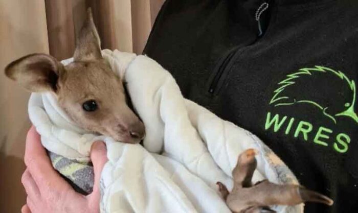 Una cría de canguro sobrevivió al ataque de los adolescentes y está en proceso de recuperación. Foto: Facebook Wires
