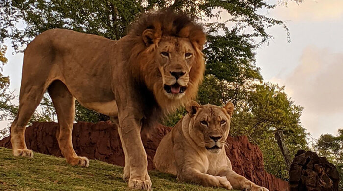 Fotografía divulgada por el zoológico de Honolulu donde aparece el león africano macho Ekundu (i), de 13 años y que murió por contagio de covid-19 y la leona Moxy, que dio positivo pero sobrevivió. Foto: EFE
