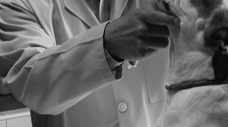Imagen referencial. El veterinario fue sentenciado a 21 años de cárcel por abusar sexualmente de perros. Foto: Archivo/ EL COMERCIO