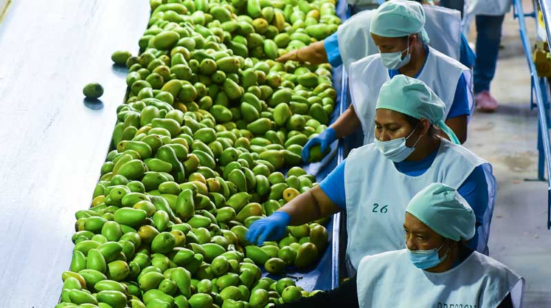 El mango es la quinta fruta que más exportó Ecuador en 2023. Fue superada por el banano, el plátano, la pitahaya y la piña.