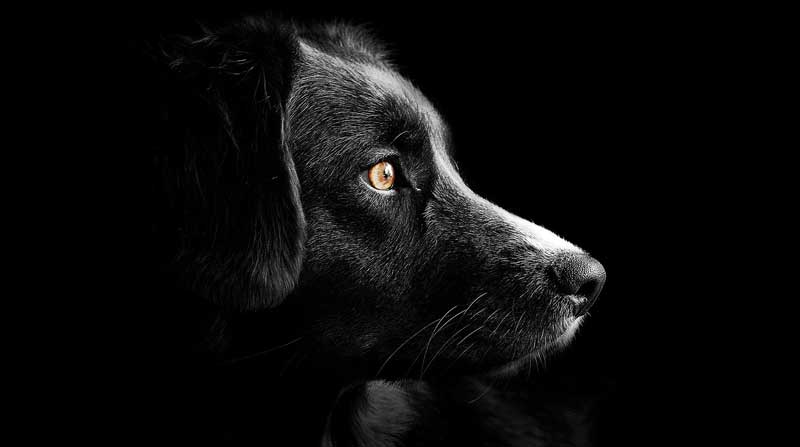 La actual ley de protección animal surcoreana busca prevenir la crueldad en la cría y sacrificio de perros, pero no prohíbe su consumo. Foto: Pixabay