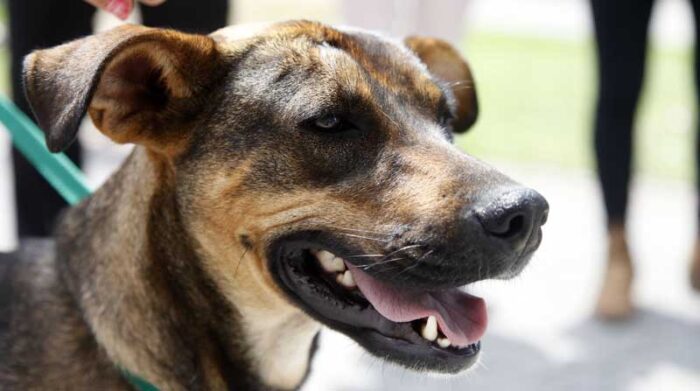 Noviembre será el mes de la adopción de canes en Quito. Foto: Archivo / EL COMERCIO