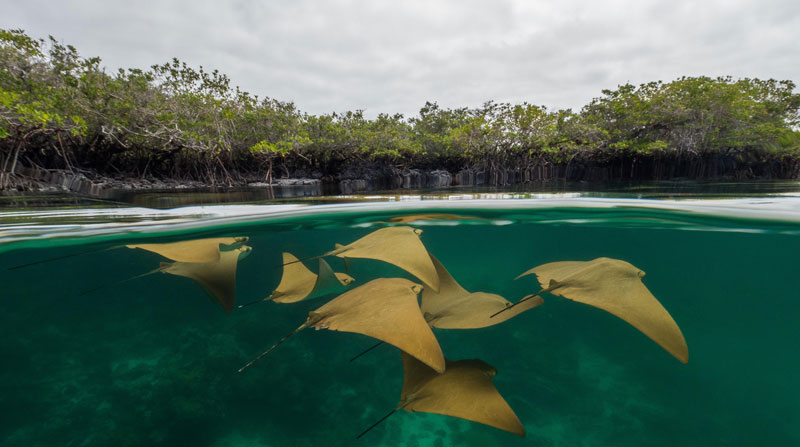 El presidente Guillermo Lasso anunció que Ecuador ampliará la reserva marina de Galápagos. La declaración la dio en la cumbre de la CO26 el 1 de noviembre del 2021. Foto: Fundación Charles Darwin