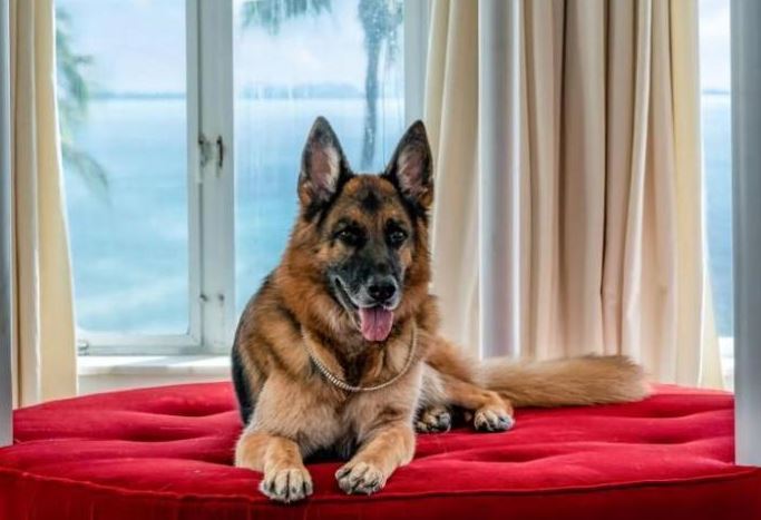 El perro más rico del mundo, un pastor alemán llamado Gunther VI, vende su casa en Miami por casi USD 32 millones. Foto: EFE