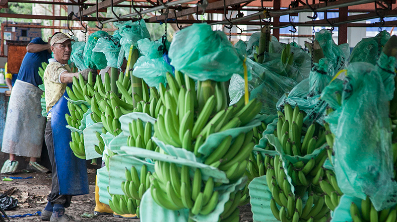 Producción de banano en Machala, provincia de El Oro. Foto: Enrique Pesantes / EL COMERCIO