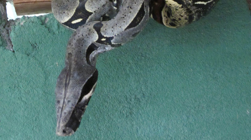 Imagen referencial. La serpiente sorprendió a las personas, cuando apareció entre un racimo de banano. Foto: Archivo/ EL COMERCIO