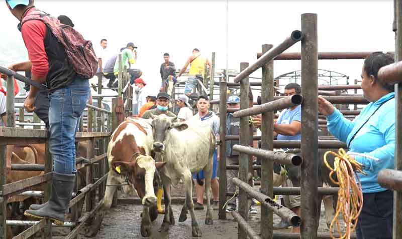 La feria ganadera de Santo Domingo de los Tsáchilas concentra el comercio de ganado de la Costa ecuatoriana. Foto: José Cuadrado, para EL COMERCIO