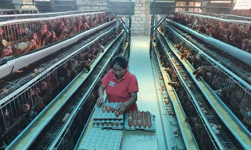 La producción de huevos en la Sierra Centro es uno de los rubros más importantes de la economía regional. Foto: Modesto Moreta / EL COMERCIO