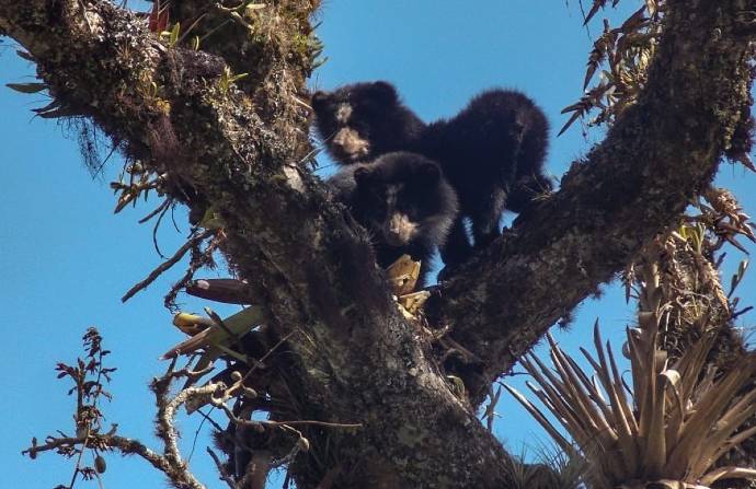 En la zona de ACUA Quinuales, los investigadores realizaron el avistamiento de dos osos de anteojos. Foto: cortesía Lissette Alvarado
