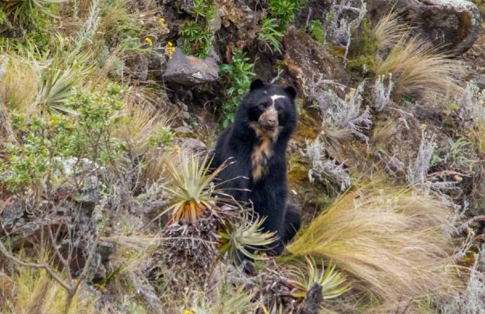 Los osos de anteojos habitan en los páramos andinos y bosques nublados. Foto: Cortesía Lucas Bustamante, Biólogo y fotógrafo/ INSTAGRAM: @luksth