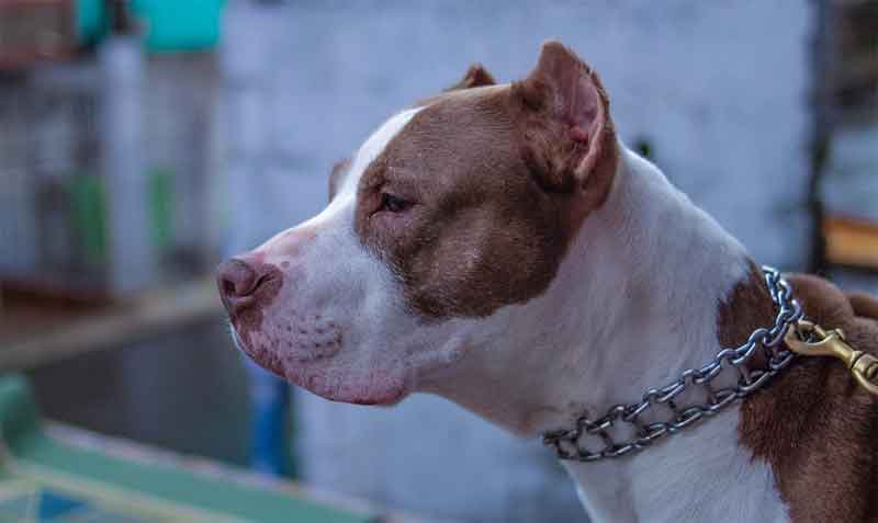 Imagen referencial. El pitbull fue descubierto gravemente herido dentro de una maleta abandonada en la calle. Foto: Pixabay