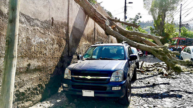 Caída de árbol afectó el tránsito de vehículos en Tumbaco. Foto: Twitter @BomberosQuito