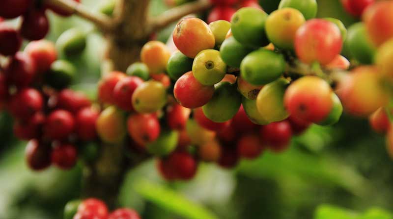 Imagen referencial. Taza Dorada empezó en el 2007 con el objetivo de transformar la caficultura de Ecuador y pasar de producir cafés comerciales y empezar a producir cafés especiales, mediante un concurso subasta que motive a los productores. Foto: Pixabay
