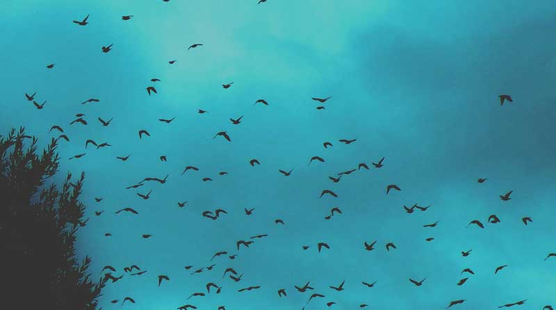 Imagen referencial. La presencia de estas aves se ha registrado en zonas rurales de al menos cinco municipios de Río Grande do Sul, estado fronterizo con Uruguay, según medios locales. Foto: Pixabay