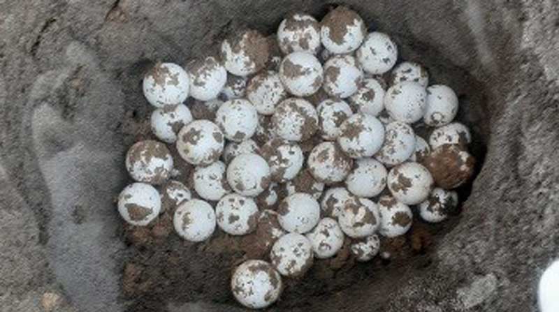Dos veces al año los trabajadores del Parque Nacional Yasuní realizan la búsqueda de los nidos en época de aguas bajas. Fotos: Cortesía Ministerio de Ambiente