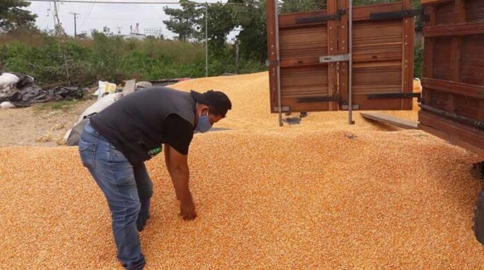 El país requiere importar 133 000 toneladas de maíz para cubrir la demanda; 55 000 t ya fueron autorizadas. Foto: Cortesía Ministerio de Agricultura