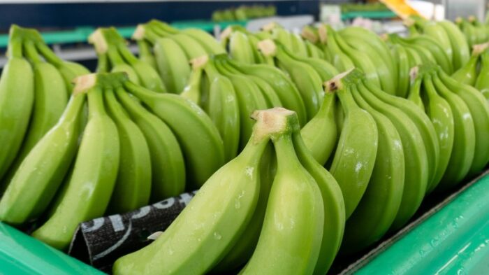 Imagen referencial. Las autoridades no especificaron de qué país sudamericano provienen las bananas. Foto: Cortesía