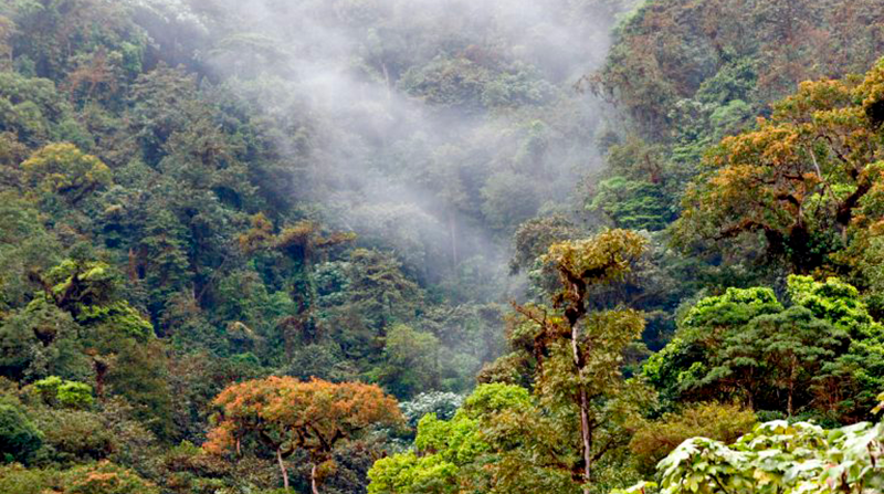 Imagen del bosque nuboso en Los Cedros, cantón Cotacachi, provincia de Imbabura. Foto: Bitty Roy Los Cedros Reserve
