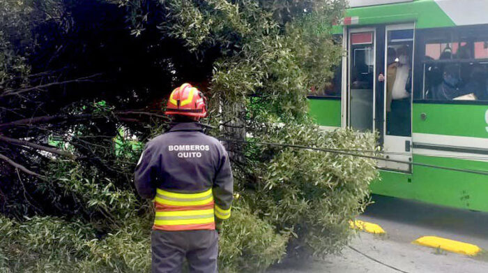 La parte superior del árbol quedó sobre el carril exclusivo del Trolebús, en el sector del parque El Ejido. Foto: Twitter Bomberos Quito