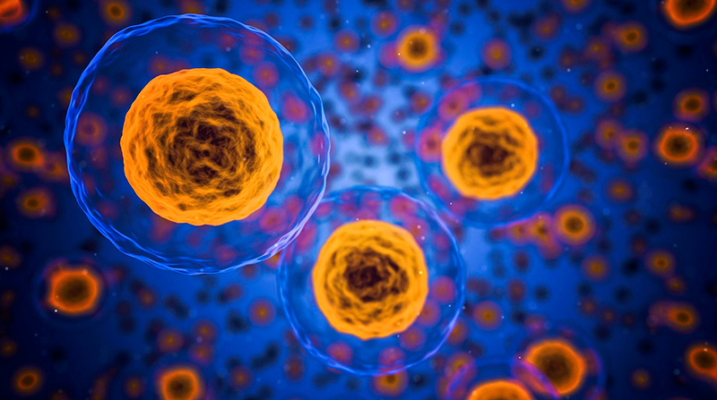 Imagen referencial. Los investigadores pudieron ver los cambios en la arquitectura de la matriz extracelular. Foto: Pixabay