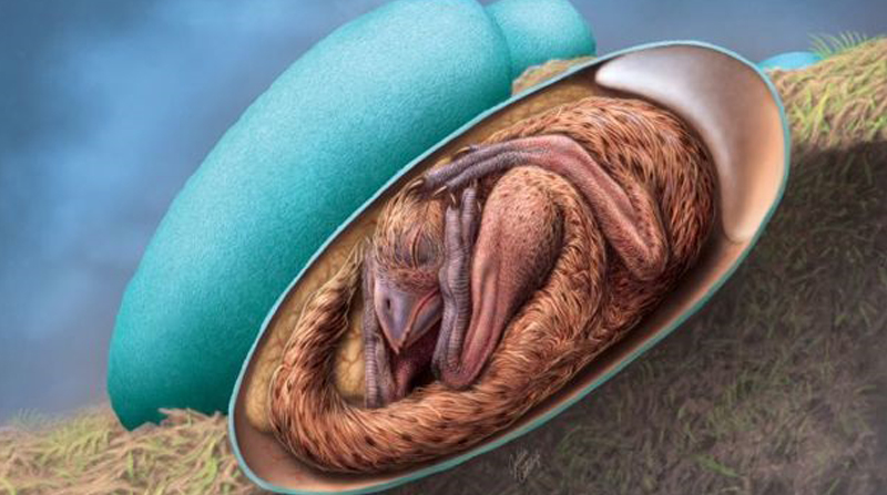 Investigadores han descubierto un embrión de entre 72 y 66 millones de años "exquisitamente conservado" dentro de un huevo de dinosaurio fosilizado. Foto: DPA