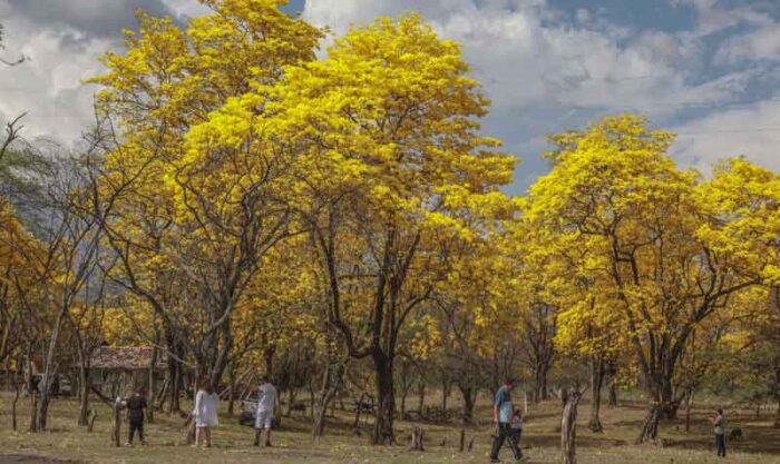 Los visitantes podrán observar el florecimiento de los guayacanes en Mangahurco, Zapotillo, hasta el 23 de febrero. Foto: Lineida Castillo / EL COMERCIO
