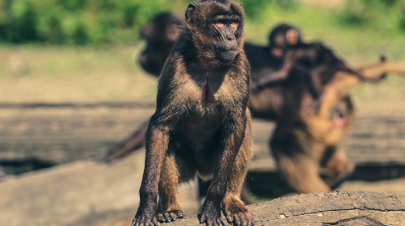 Imagen refernecial. Un hecho insólito se vive en el distrito de Beed, en Maharashtra (India). Los monos que habitan en ese sector han comenzado a matar a los perros de esa localidad. Foto: Pixabay