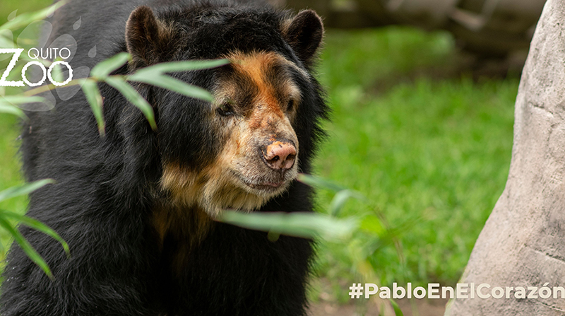 El oso andino Pablo ayudó a la conservación y protección de su especie. Foto: Twitter @Zoo_Quito