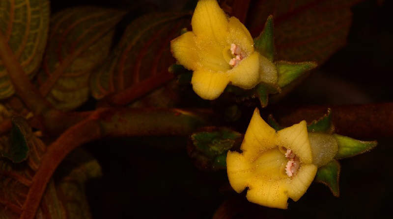 La especie Glossoloma wiehleri es endémica de la provincia de Pichincha. Foto: Cortesía