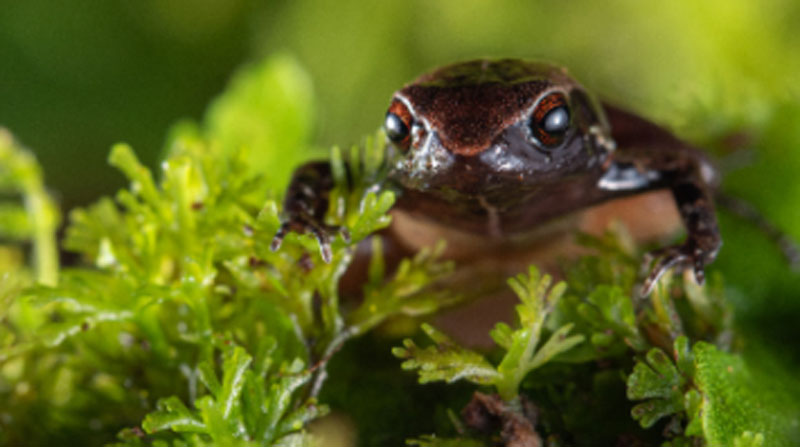 La nueva especie es considerada como una de las ranas más pequeñas del mundo. Foto: Ministerio de Ambiente