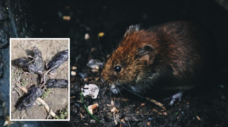 La rata fue hallada en Rusia, y tenía cinco ratas atadas entre sí. Foto: Pexels / DSD/ Captura