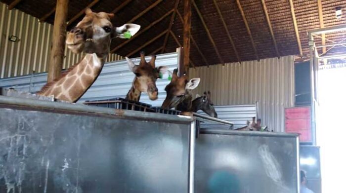 Un grupo de jirafas encerrado en Mangaratiba, Río de Janeiro (Brasil). Foto: EFE