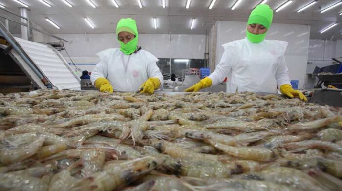 La venta camarón rompe récord - El Comercio