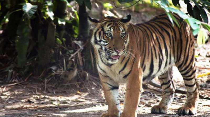 Fotografía facilitada por la Alianza para la Conservación del Tigre de Malasia (MYCAT), de un tigre en estado salvaje en Malasia. Foto: Archivo / EFE